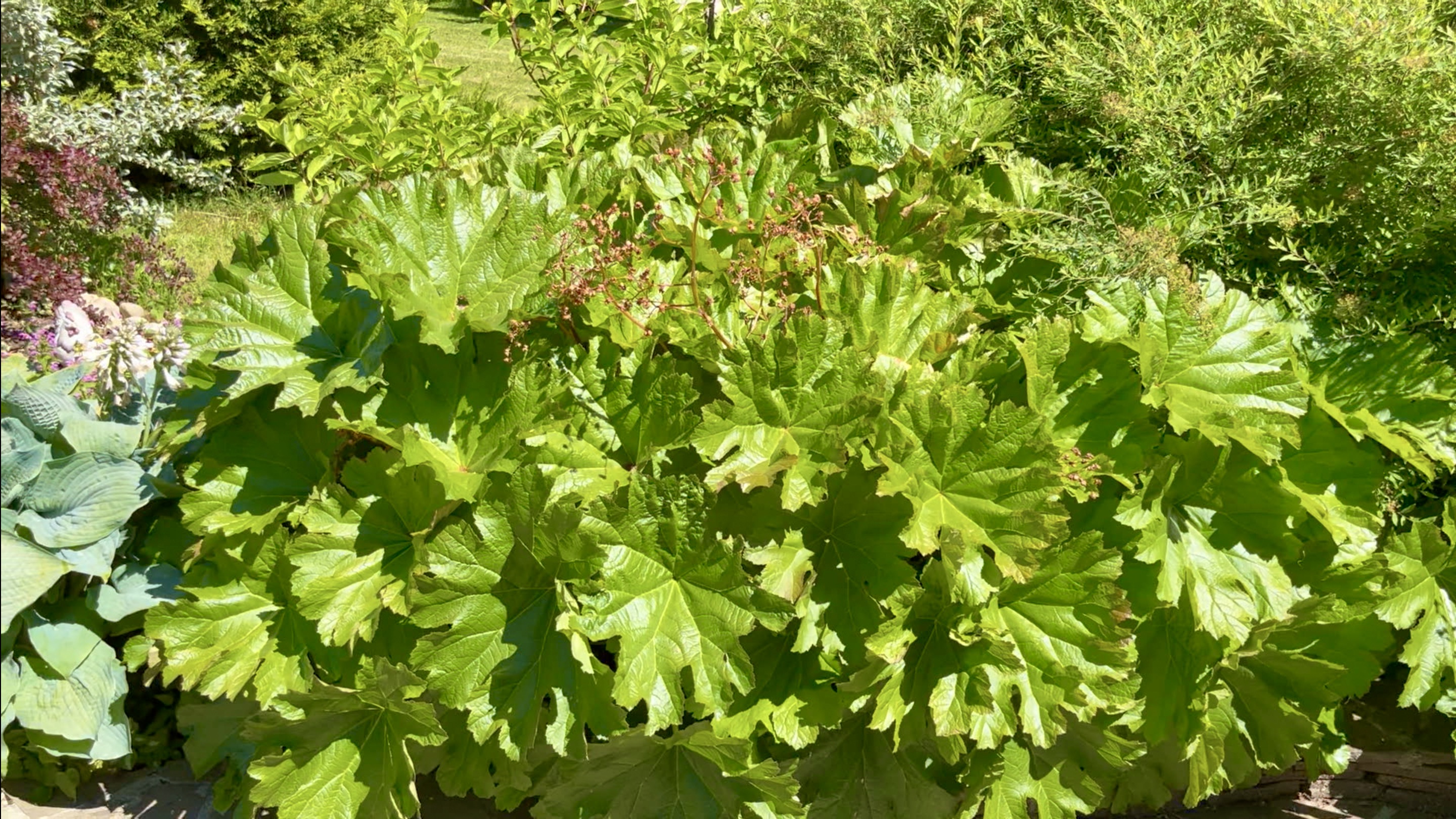 Растения с крупными и гигантскими листьями. Мискантус / Дармера / Астильбоидес / Бузульник / Хосты.