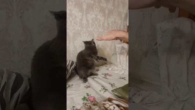 Мау