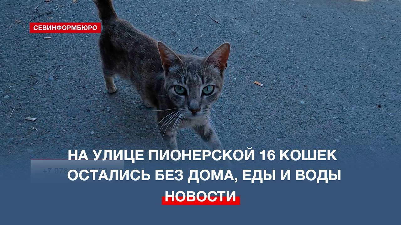 На одной из улиц Севастополя 16 кошек остались без дома, еды и воды