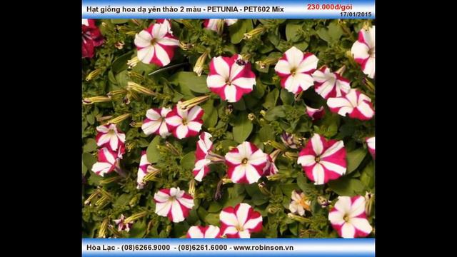 Hạt Dạ yên thảo 2 màu PETUNIA PET602