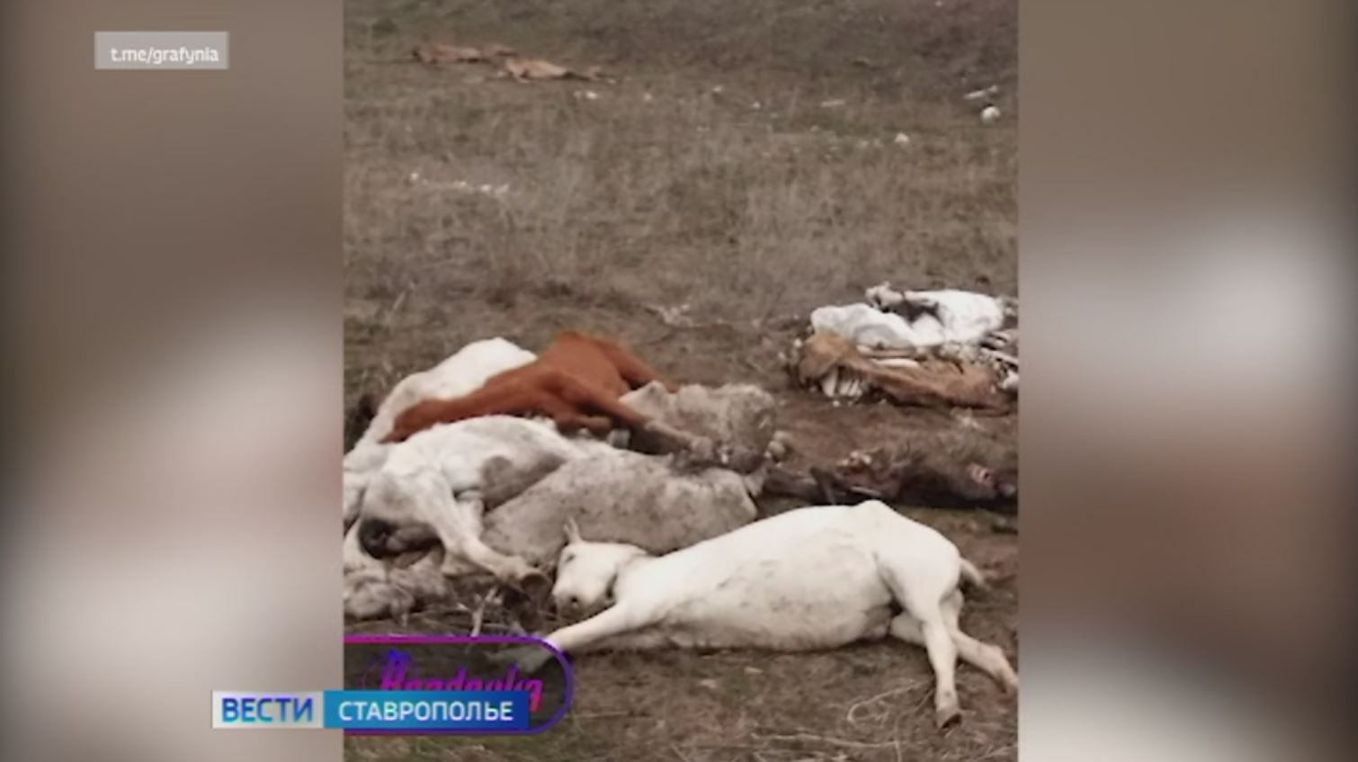Замученных и голодных лошадей нашли в частной конюшне на Ставрополье
