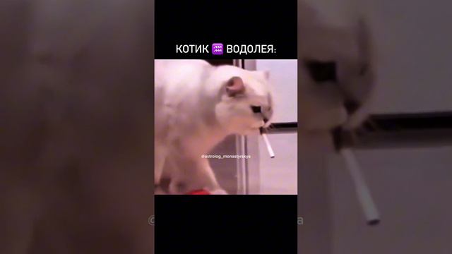 Котик Водолея ♒️😂