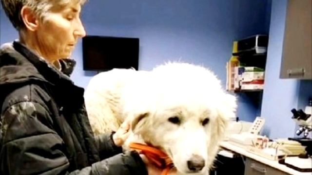 Раненый пес уже не мог идти. Он упал на дороге и закрыл глаза!