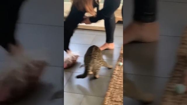 жадный кот