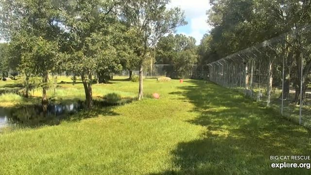 Zoom zoom! Jasmine tiger at Big Cat Rescue.