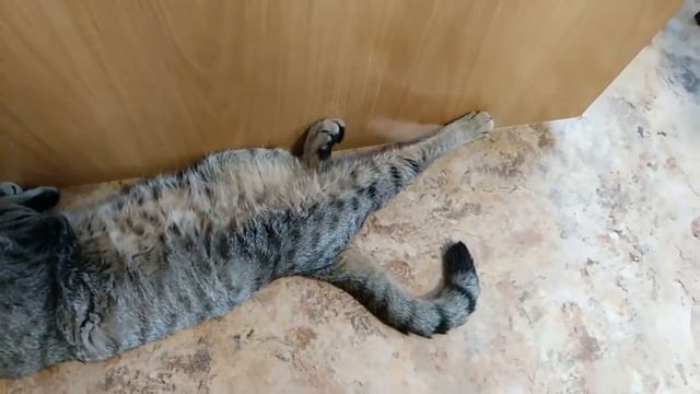 Котята выросли. Посмотрите как спят мои котики, разные позы и красивая мелодия..mp4