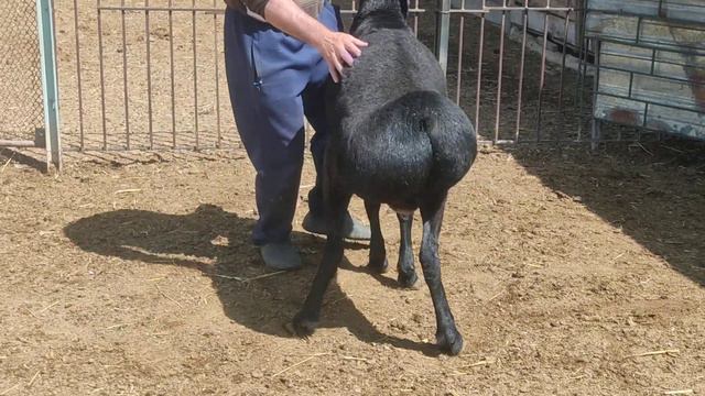 (1073) сын Ягуара на продажу +996553999905 возраст год. цена 50т