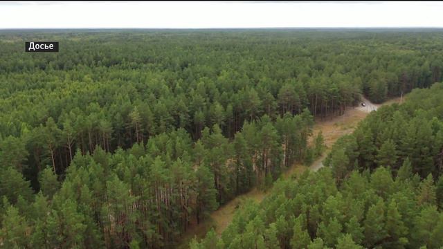 Программа восстановления лесов стартовала в Тюменской области