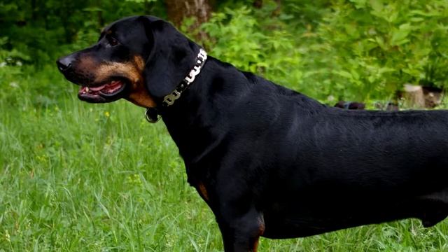 Карпатская гончая. Крепкая,выносливая и сильная собака. Обладает хорошей злобностью к зверю