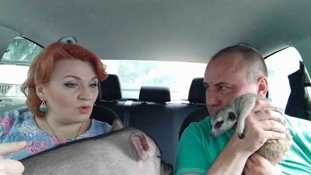 Зоопассажир ч 30. Мини - пиг Тема. Гений.....с пятачком...