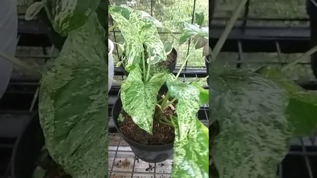 SYNGONIUM!!!! TANAMAN YANG IKUT NAIK DAUN !! Kolektor must have this plants!!