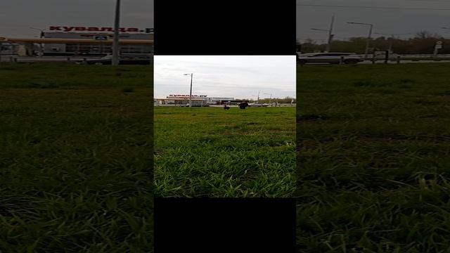 собака.#shorts