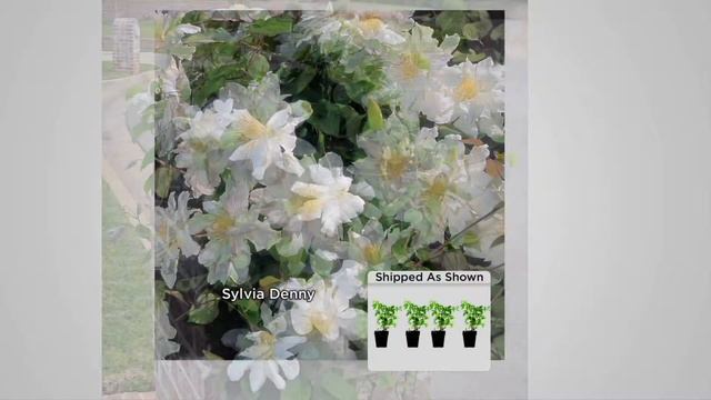 Roberta's 4-piece English Cottage Double Flowered Clematis on QVC