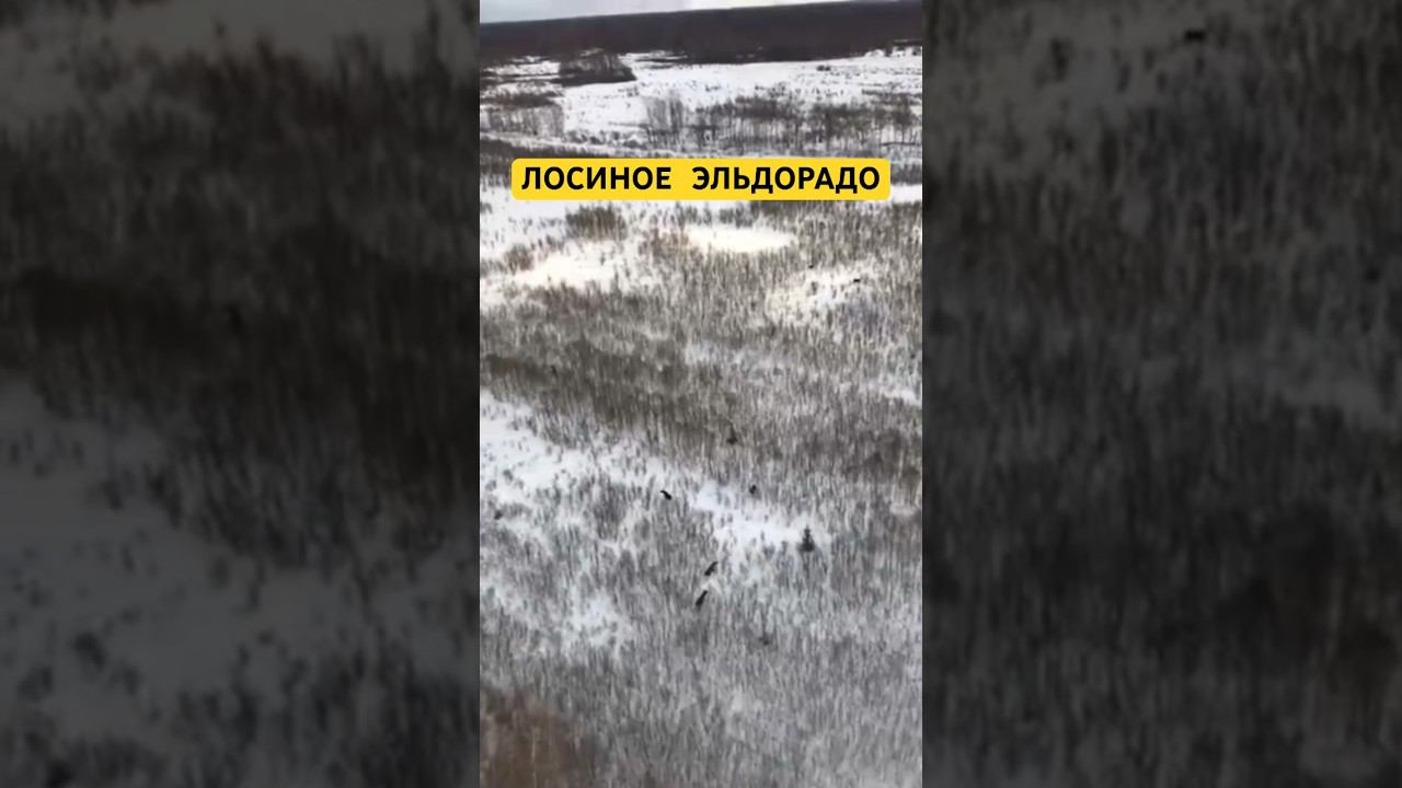 100 ЛОСЕЙ #лось #охота