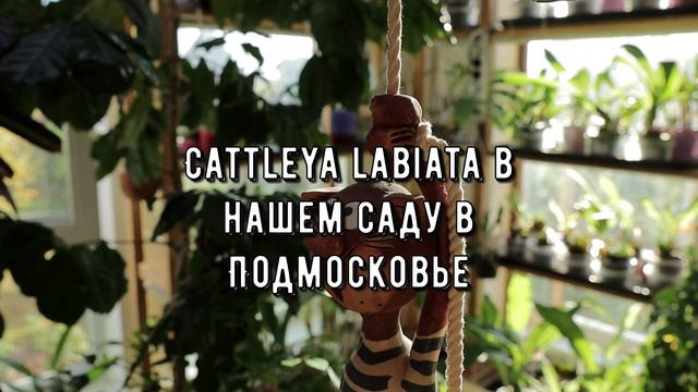 Cattleya labiata. Королева осени