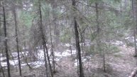 РУССКАЯ ГОНЧАЯ ЛАЙМА 8 месяцев ОТГОЛОСИЛАСЬ.