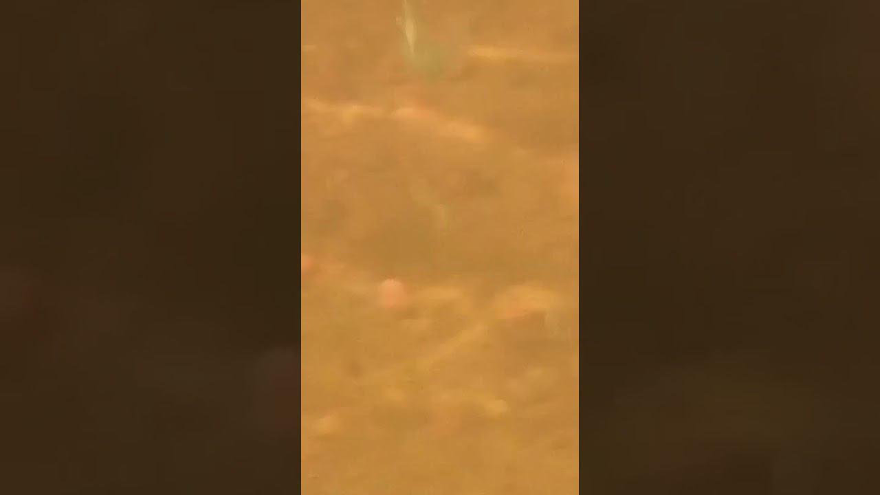 Совсем бесстрашные рыбки Пинеги-реки. 17 июля 2024 года