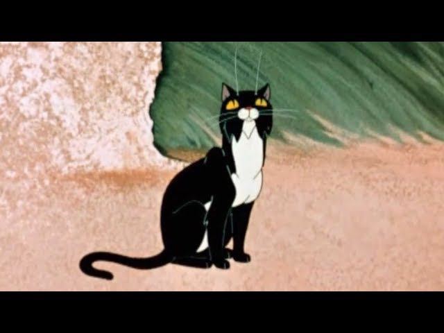 Черный кот