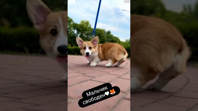 Питомник корги Липстар. 
Энджел в поиске семьи♥