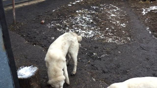 Подросшие девочки (домашнее видео )