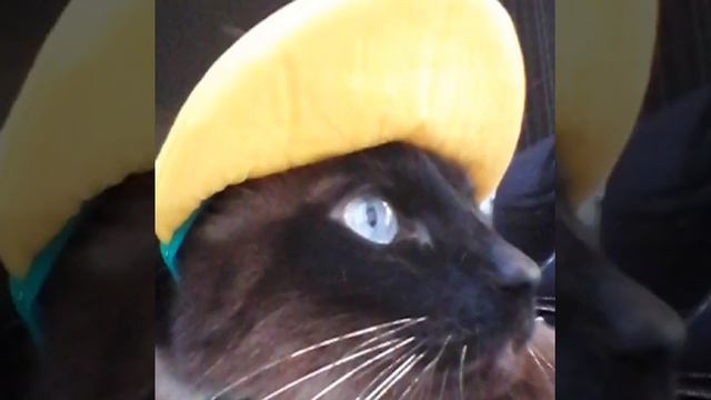 WOW! 226 Ways Cats Could Help the Cubs Win the World Series
