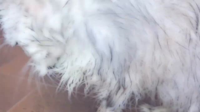 Как кошка наслаждается купанием - How the cat enjoys bathing - Relax Music Video