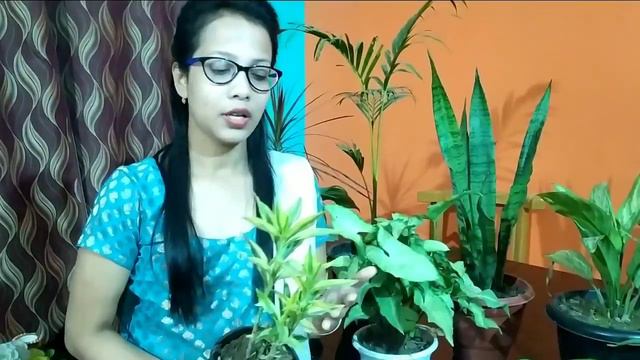 10 best Air purifier indoor plant/ ঘৰৰ ভিতৰত ৰাখক #Creative living