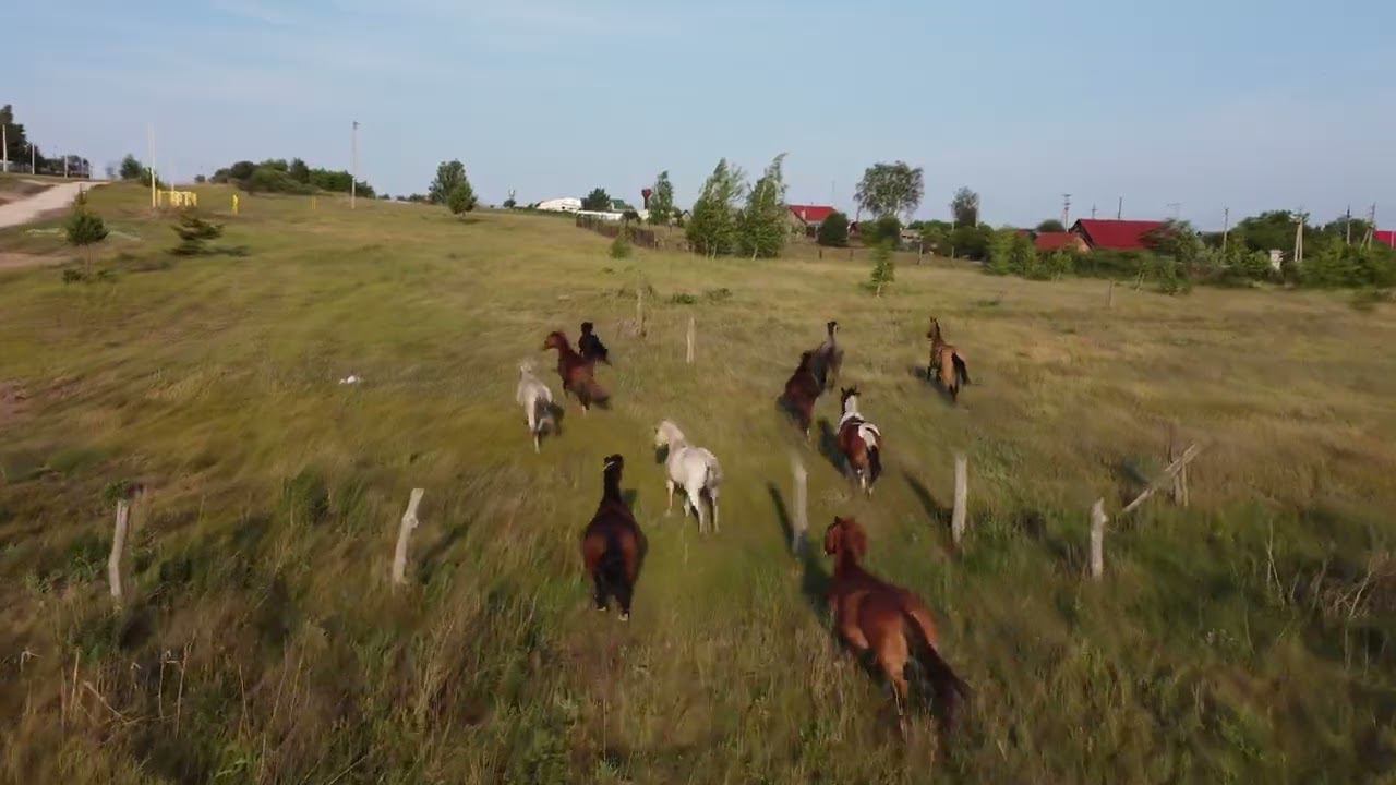 The Horses