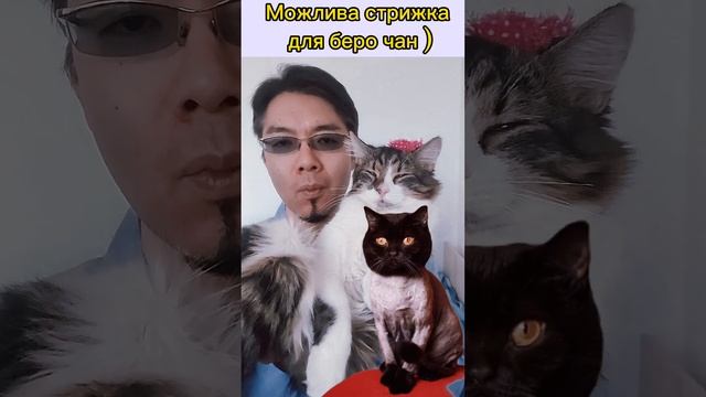 Можлива стрижка для беро чан  волосся кішка Киця Україна