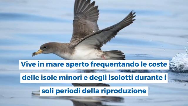 Curiosità dal Parco - le Berte
