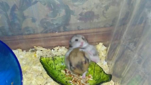 Сирийские хомяки, мама играет с детками????