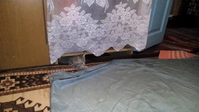 Котята игра а ну вылась паршивец