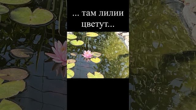 Лилии цветут