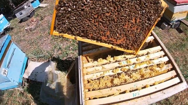 Осенняя ревизия пеноулики закорм пчелосемей в зиму