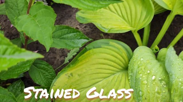 Хоста сорт Stained glass в июне