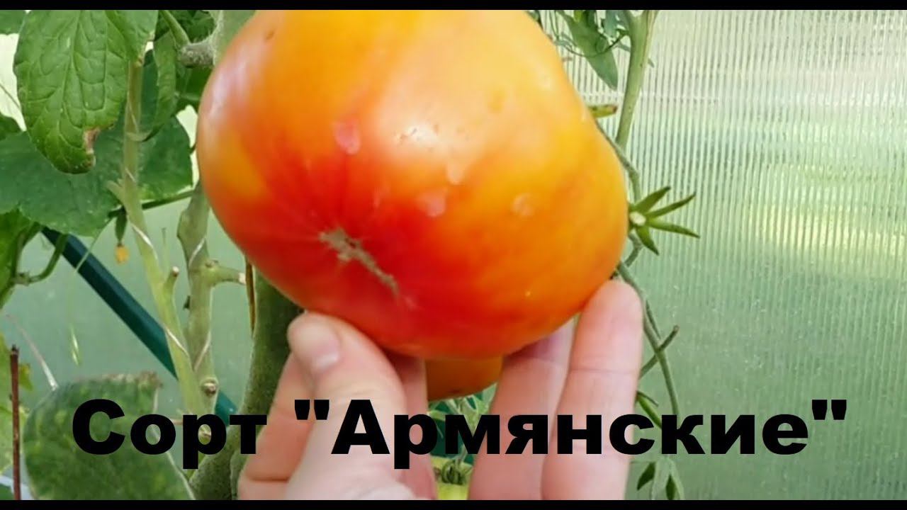 Томат "Армянский" Биколор красно - оранжевый, 2.072 кг с 1 куста в один ствол.