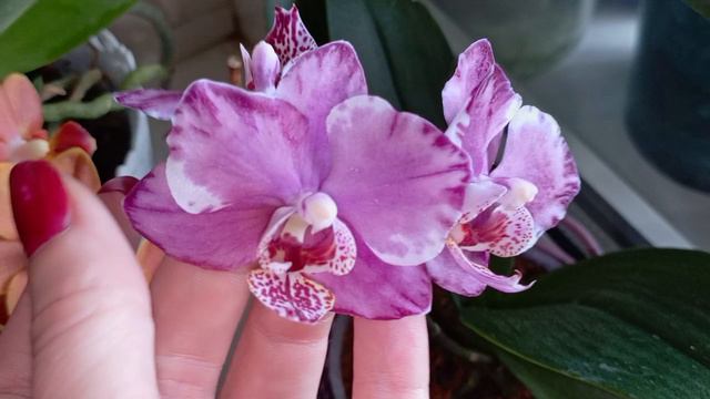 Домашнее цветение азиатских и голландских орхидей. Май 2024