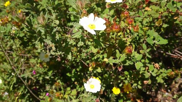 Tamara Hiller on Rock Rose