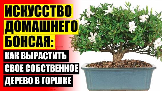 Комнатные цветы воронеж купить ☑