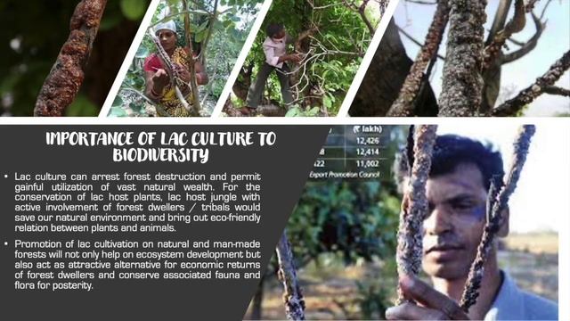Lac culture and Sericulture