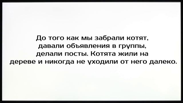 Спасение брошенных котят. Как теперь живут котята.