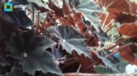 Red leaves and round stemmed