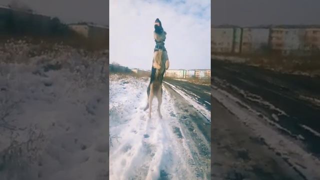 #вео #овчарка
