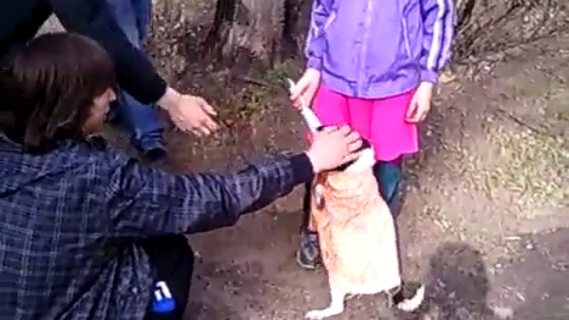 Собака поразила всех 