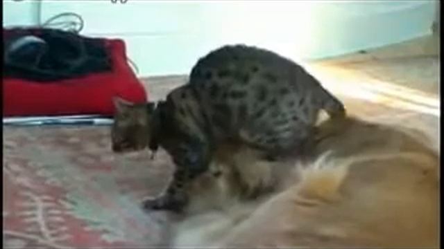 Кот топчется по голове псины