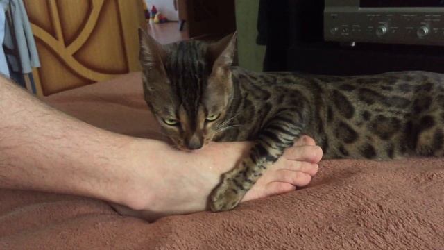 Бенгальский кот кусается/ Bengal cat bites
