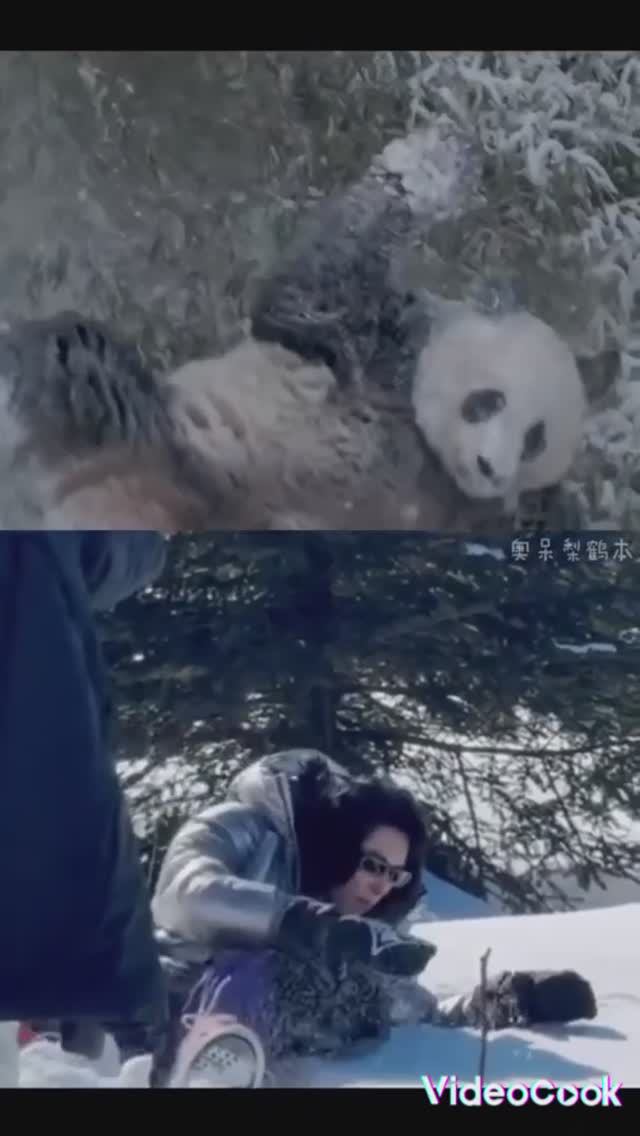 Дилан Ван резвится в снегу как панда