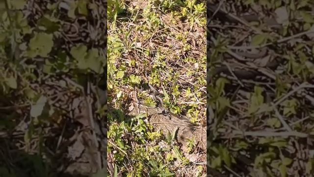 Змеи в лесах Саратовской области