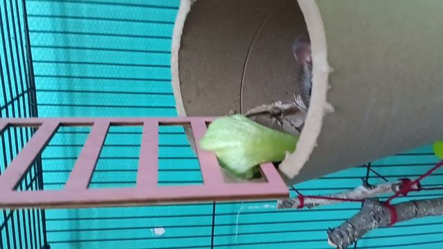 Новый друг