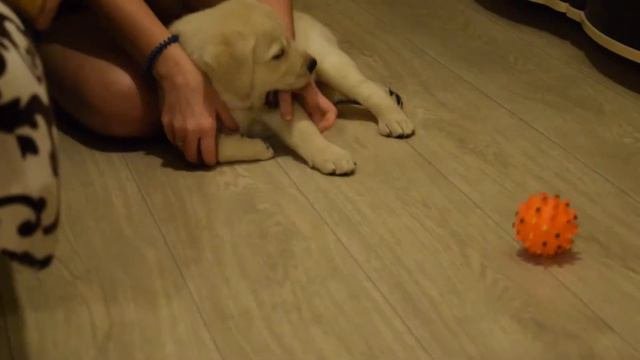 Лабрадор Рэйчел хулиганит с хозяйкой